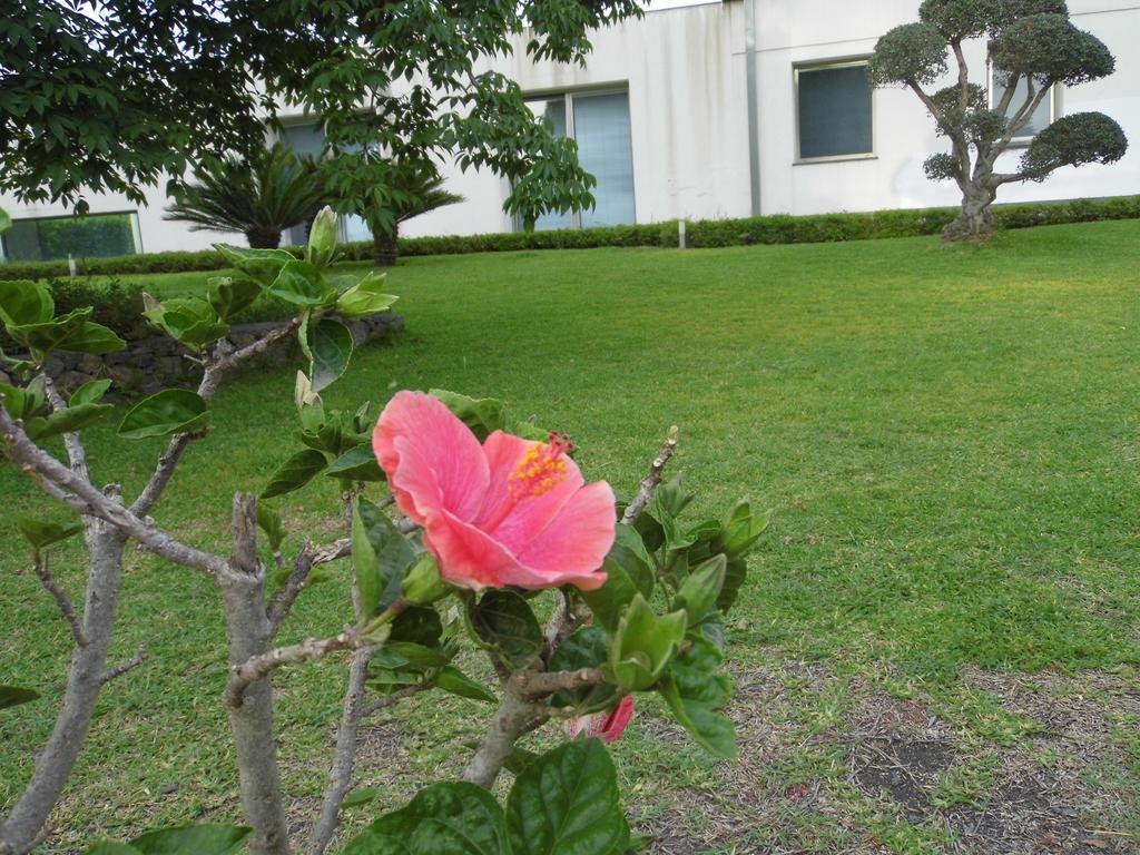 Apartament Fiore Dell'Etna Santa Venerina Zewnętrze zdjęcie